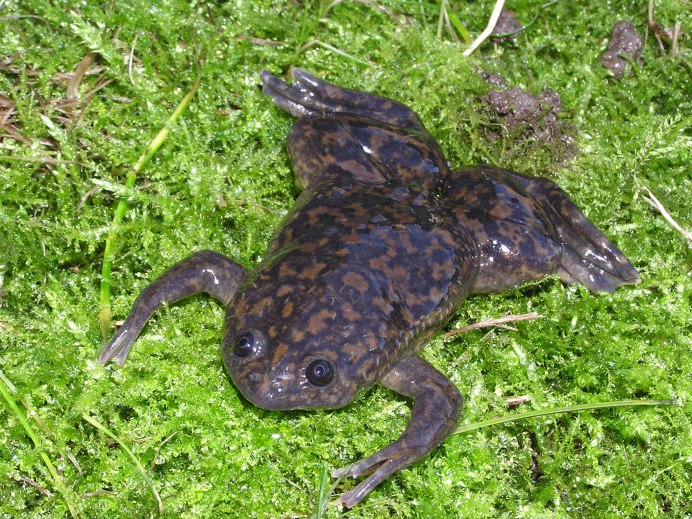 Paedophryne amauensis