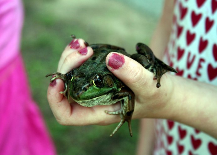 Лягушка Paedophryne