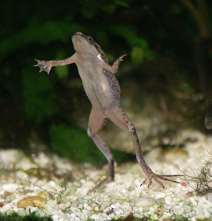 Пустынный узкорот лягушка