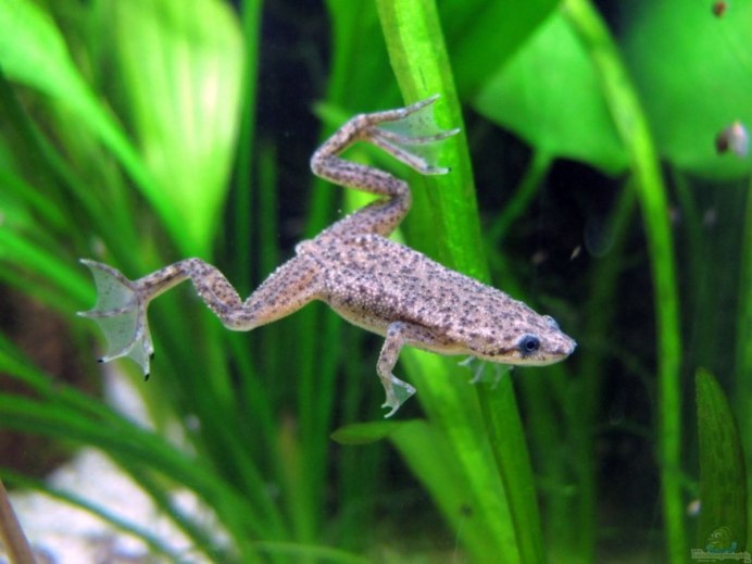 Аквариумная лягушка гименохирус