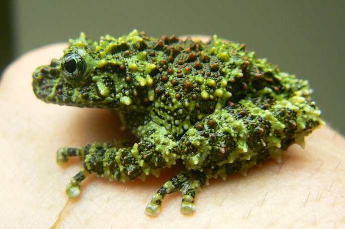 Litoria phyllochroa, Seymouria, jos Notophthalmus viridescens, Dermophis mexicanus