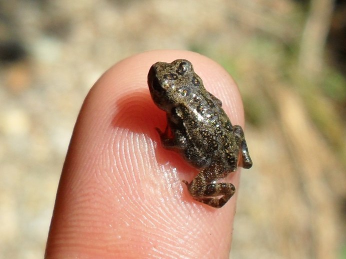 Светло зеленая лягушка