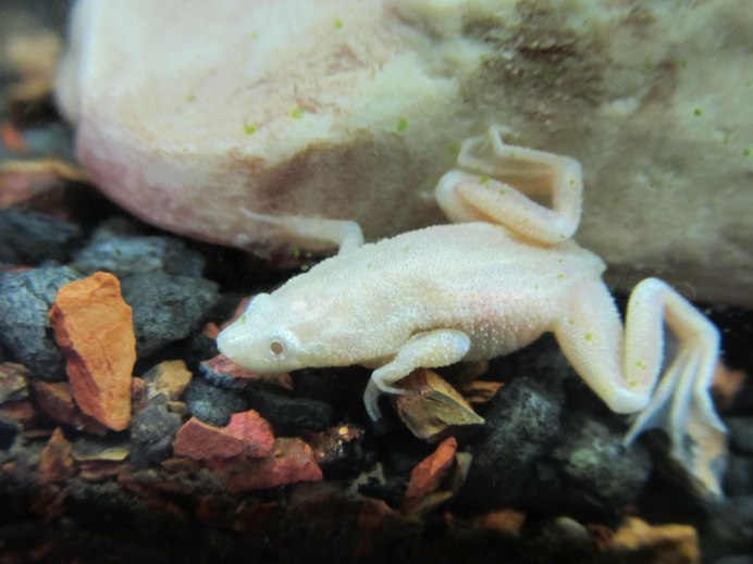 Xenopus laevis шпорцевая лягушка