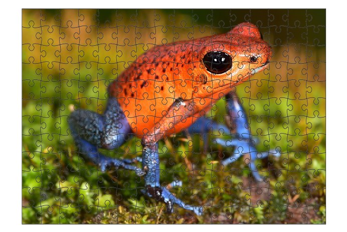 Беременная карликовая лягушка