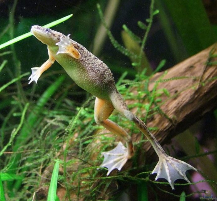 Карликовая лягушка гименохирус