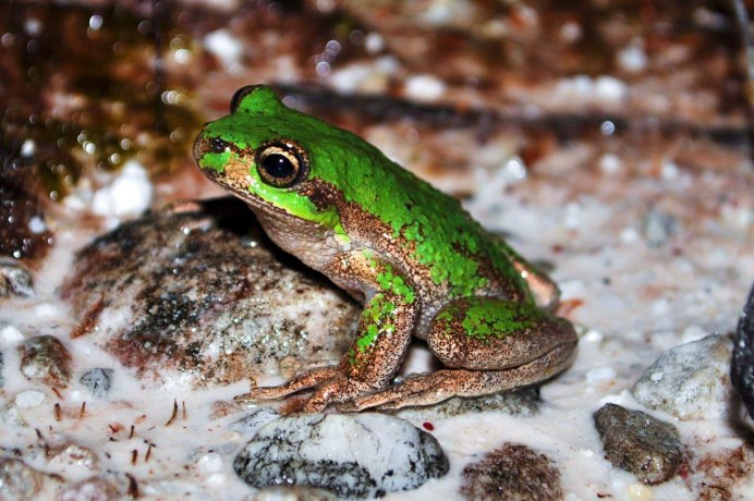 Лягушка карликовая аквариумная