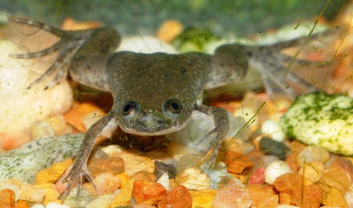 Аквариумная лягушка головастики