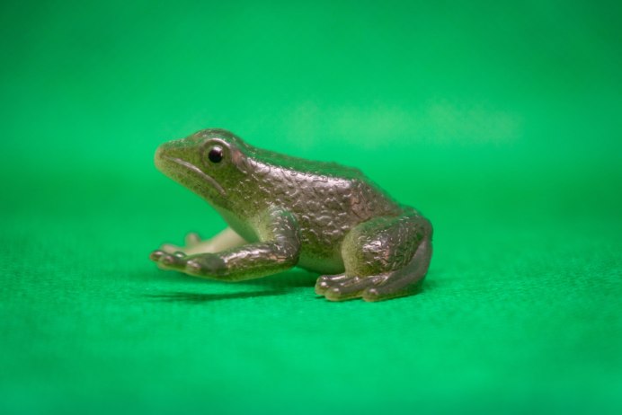 Африканская шпорцевая лягушка Xenopus laevis