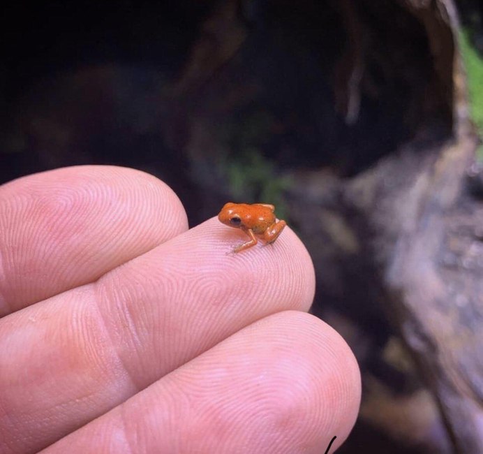 Гименохирус (лягушка)