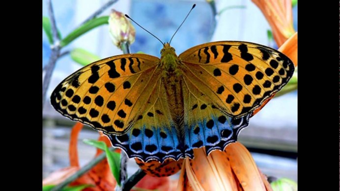 Phalanta phalantha