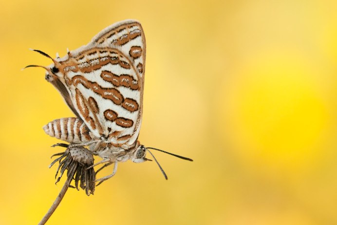 Giant Leopard Moth