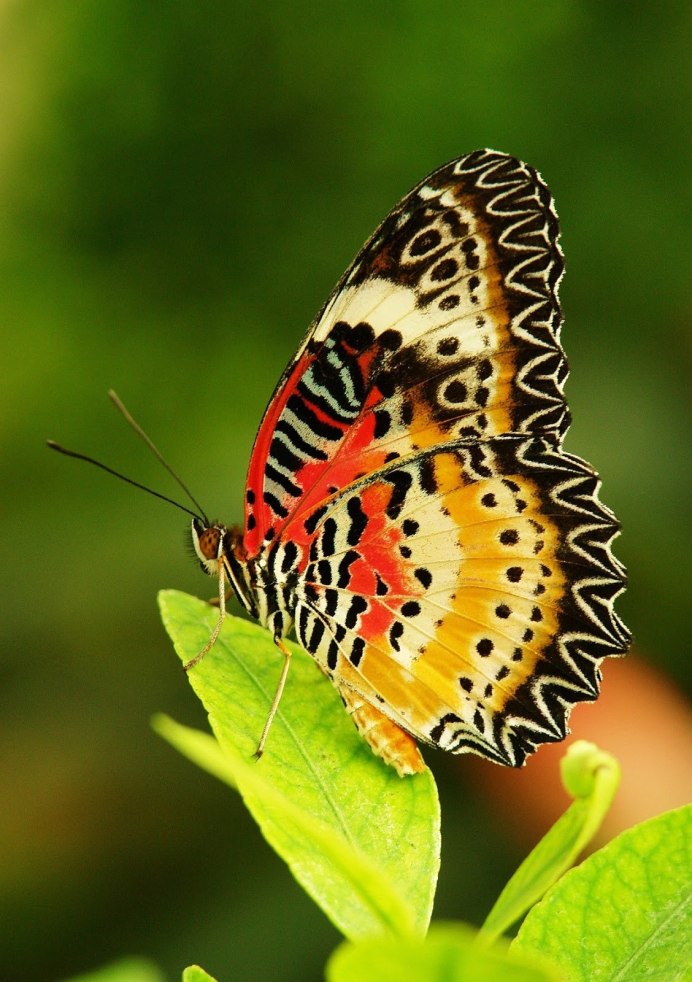 Hypercompe scribonia