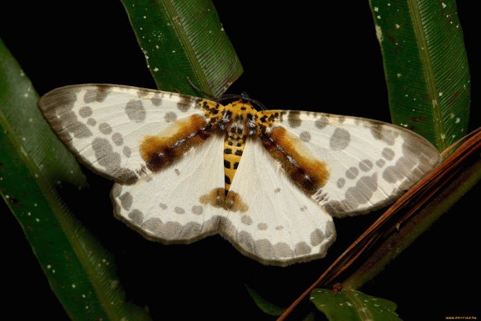 Пяденица пятнистая (Pseudopanthera macularia)