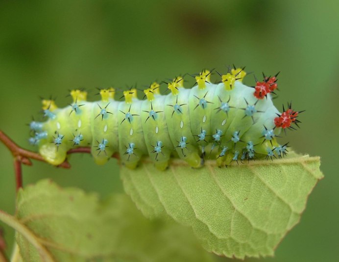Hyalophora Cecropia гусеница