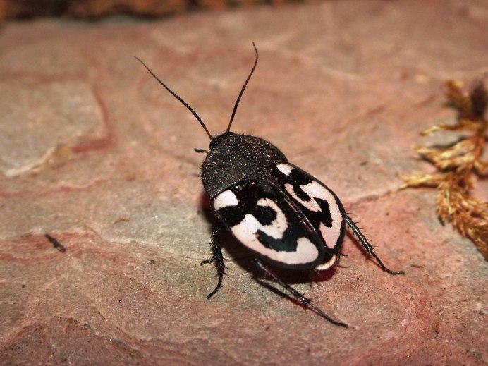 Таракан-носорог (Macropanesthia Rhinoceros)