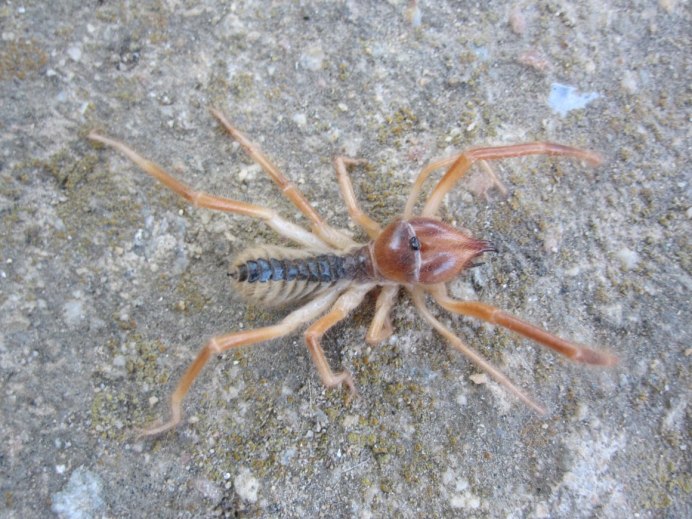 Паук-охотник heteropoda maxima