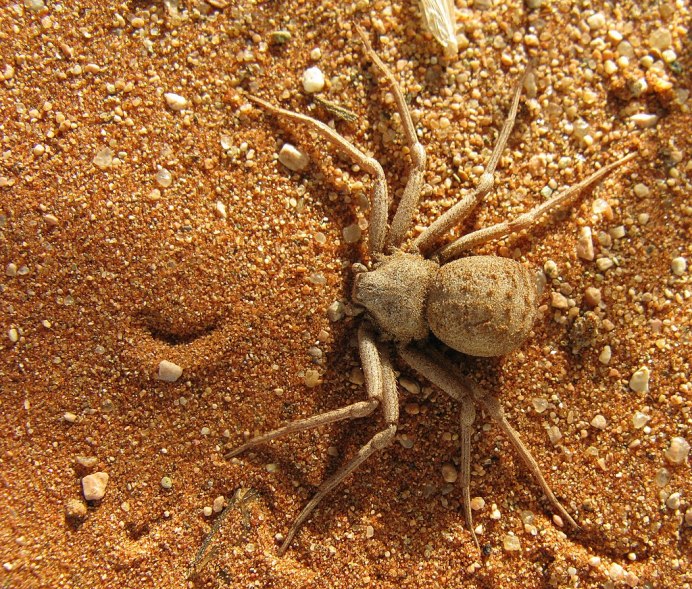 Sicarius hahni