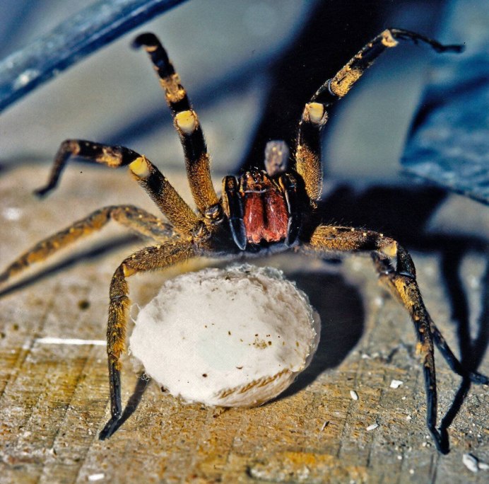 Araneus diadematus паук