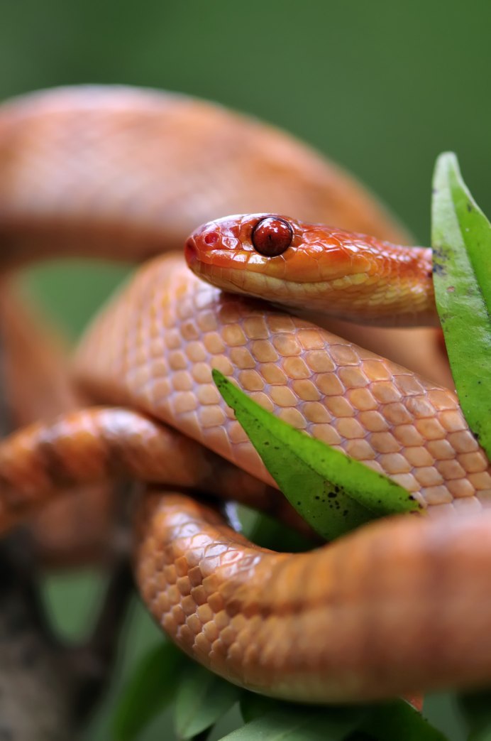 Dendrelaphis punctulatus