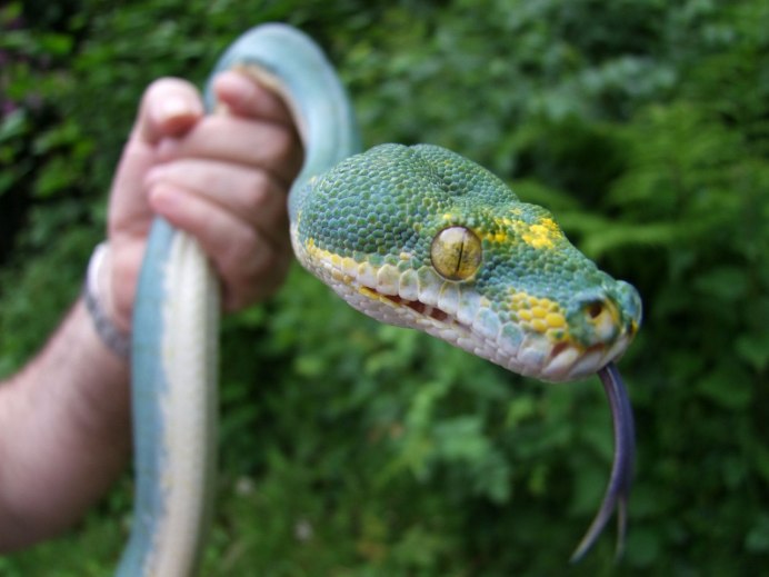 Madagascarophis colubrinus