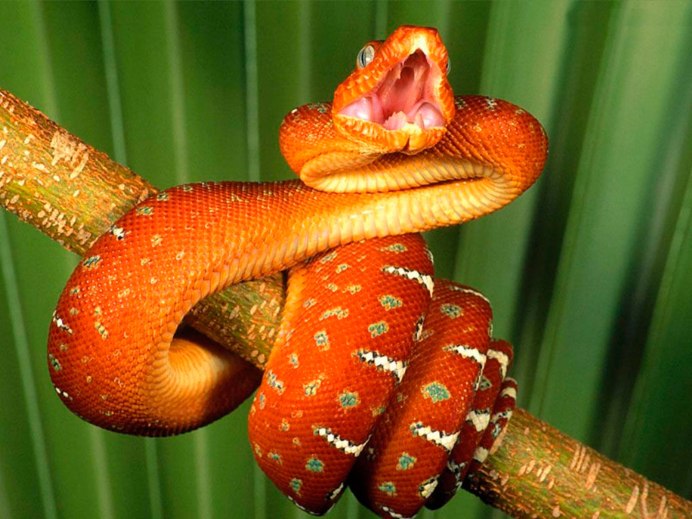 Блестящий древесный уж (Dendrelaphis pictus)