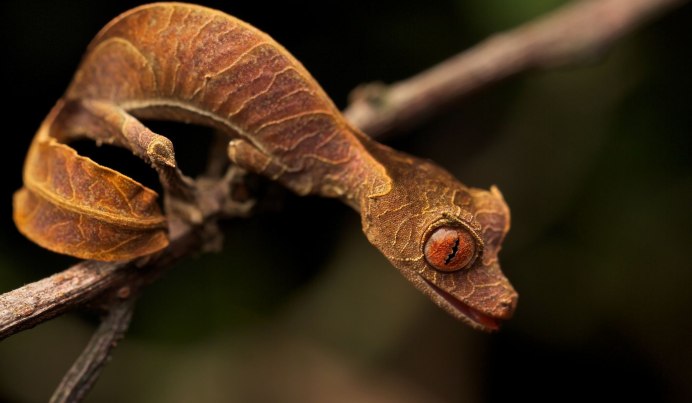 Imantodes inornatus