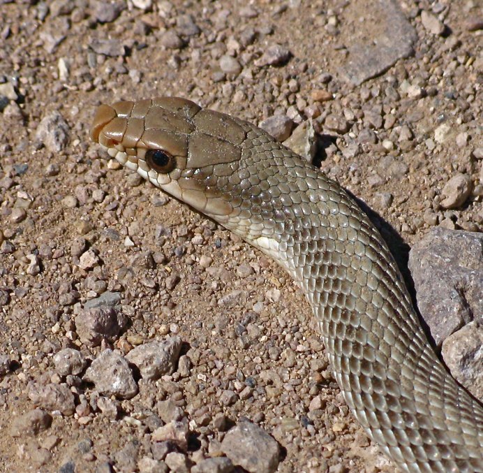 Pseudechis porphyriacus
