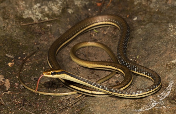 Southern Leaf-nose Snake