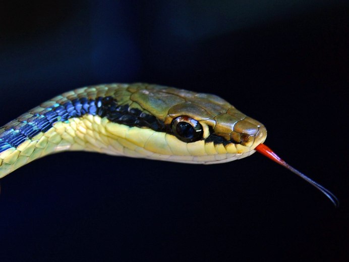 Блестящий древесный уж (Dendrelaphis pictus)