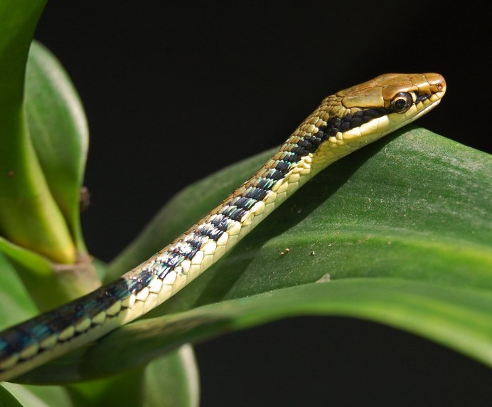 Dendrelaphis caudolineatus