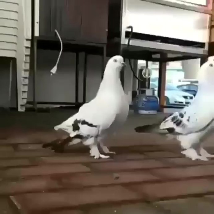 Голуби породы Арденны