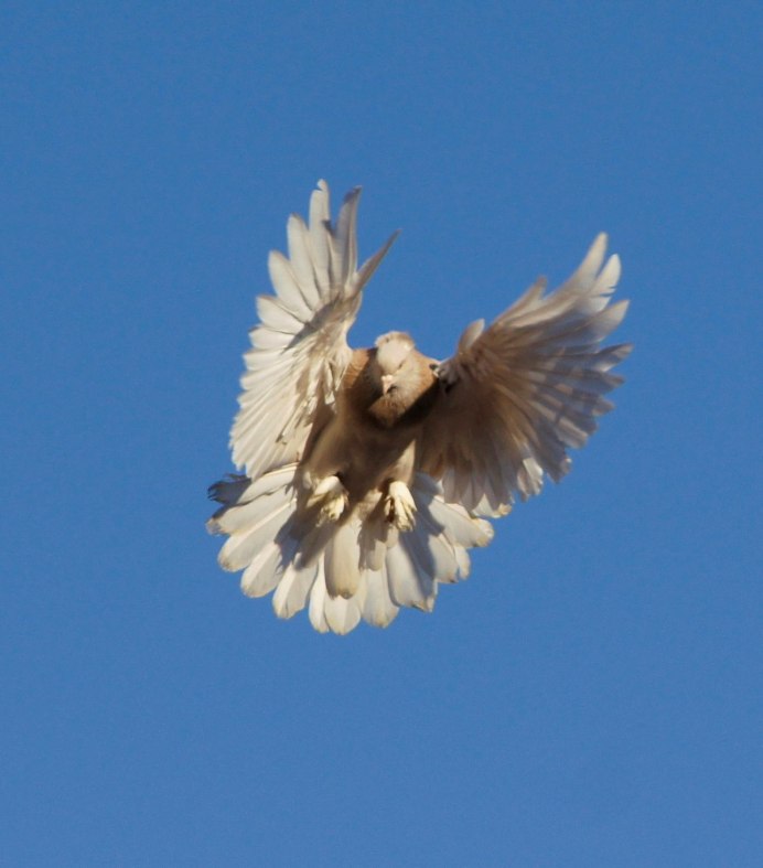 Ижевские голуби высоколётные сизые