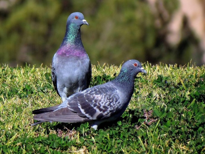 Николаевские голуби .золотогрудые.