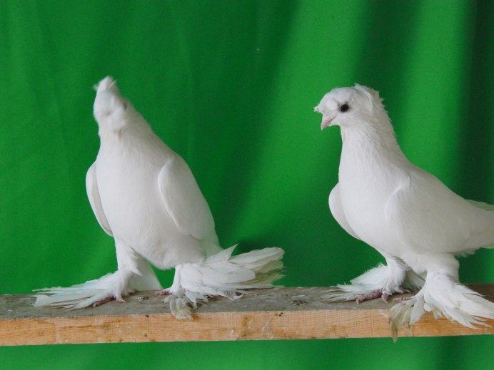 Ростовские лебеди голуби