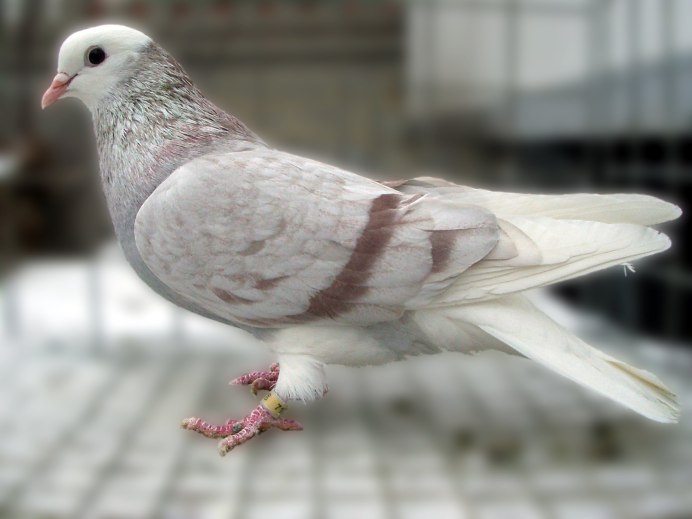 Чистопольские голуби гривуны высоколетные