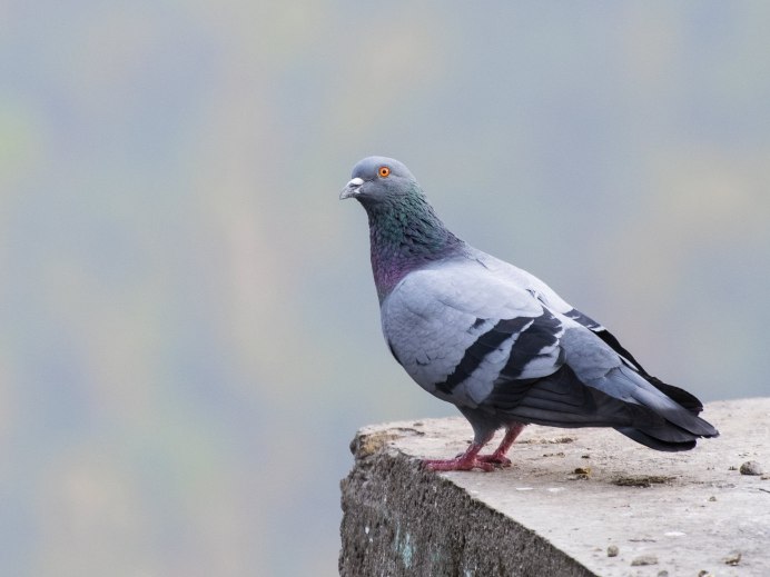 Голубь монах Турман