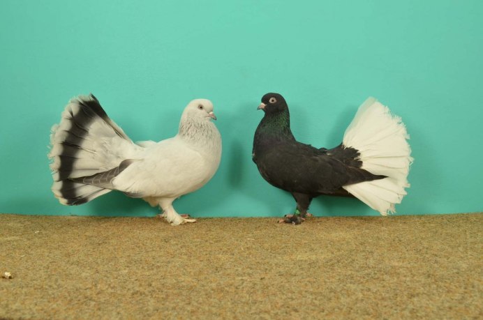 Турки голуби бойные