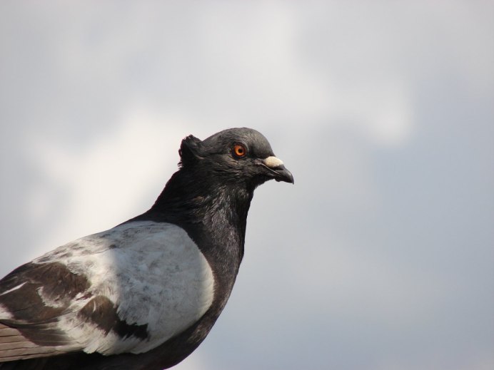 Голубь монах Турман