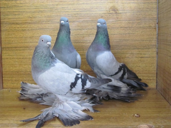 Голуби каталонские Турманы