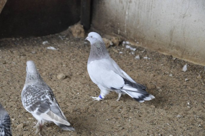 Берберийский голубь