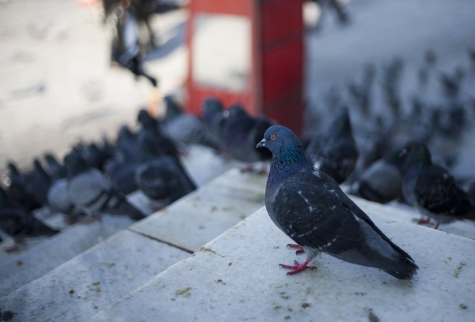 Кинг (порода голубей)