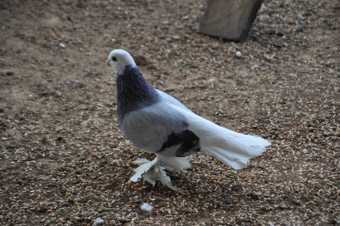 Сизые бойные голуби