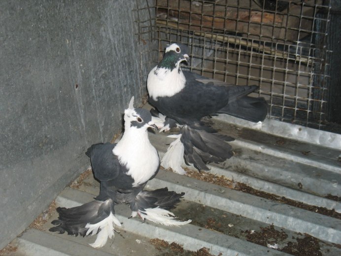 Голуби ставропольские высоколётные