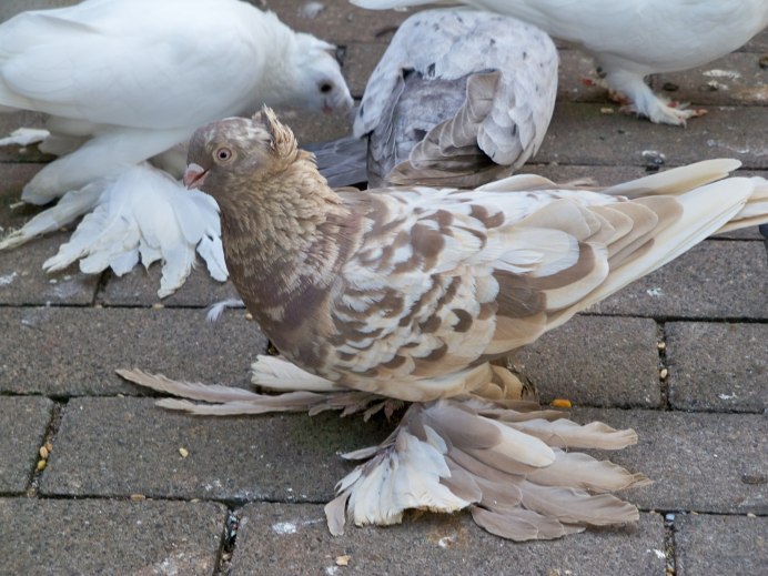 Голуби Курские высоколетные