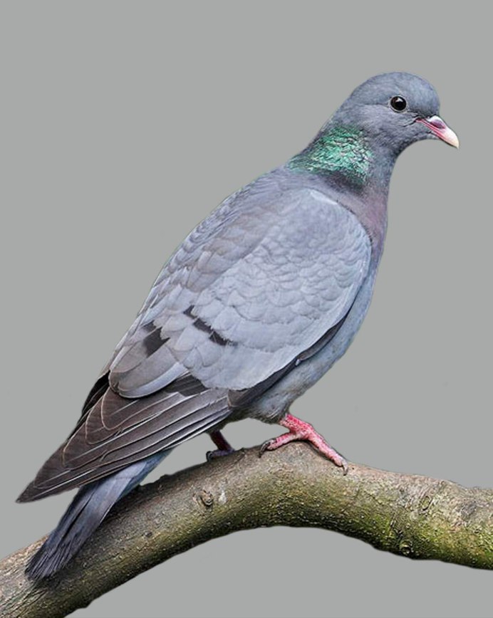 Породы мохноногих голубей