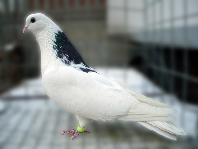 Северокавказские бойные голуби