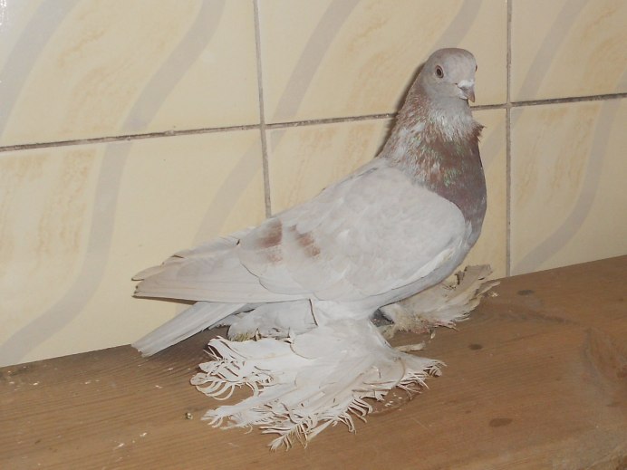 Голуби двухчубые лохмоногие