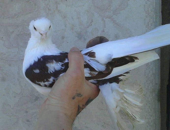 Голуби польский Турман