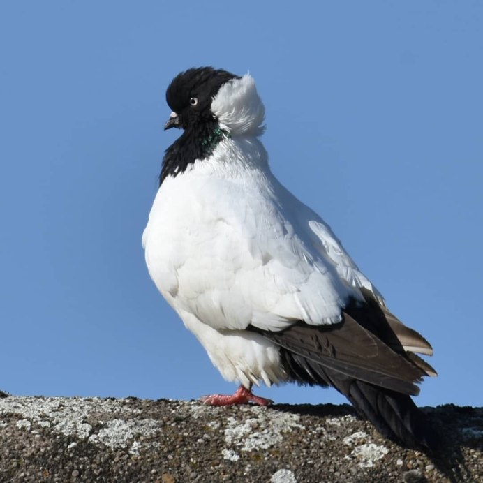 Городские голуби в Москве