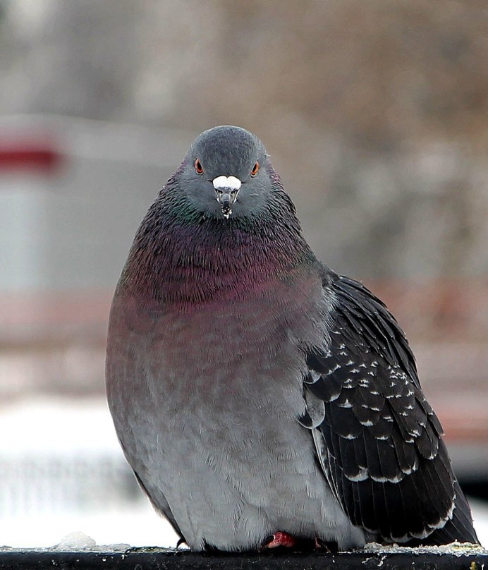 Голубь на абхазском